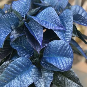 Blue Shimmer Poinsettia