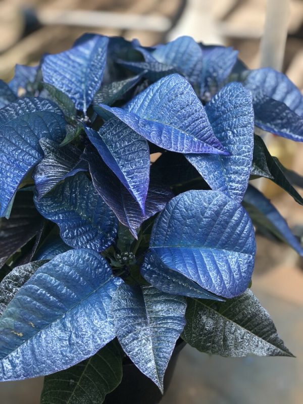 Blue Shimmer Poinsettia