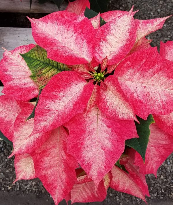 Ice Crystal Poinsettia
