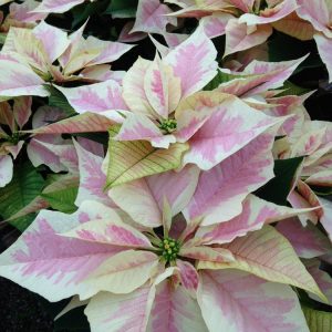 Marble Poinsettia