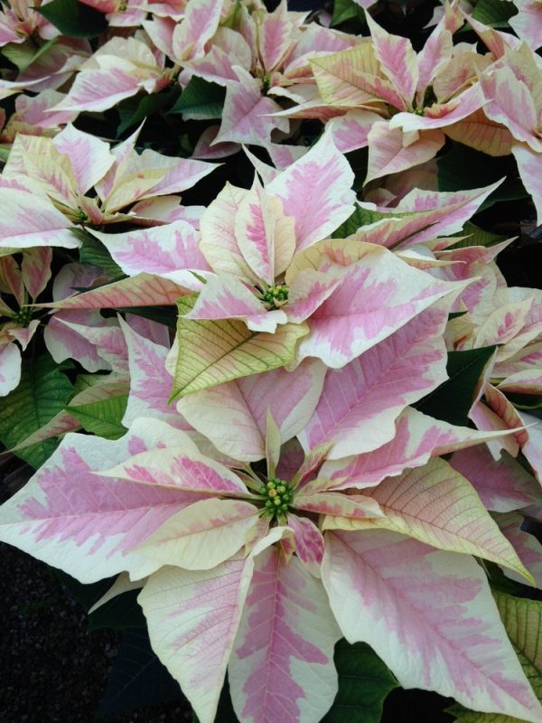 Marble Poinsettia