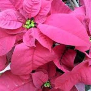 Pink Poinsettia