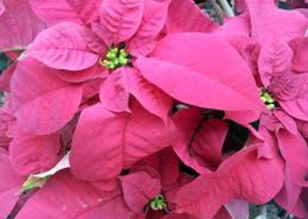 Pink Poinsettia