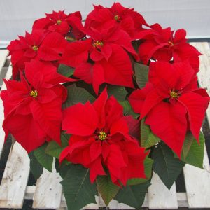 Red Poinsettia