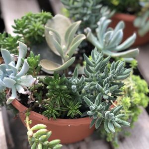 8" Succulent