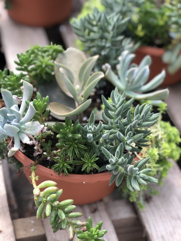 8" Succulent