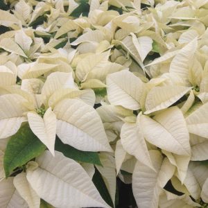 White Poinsettia