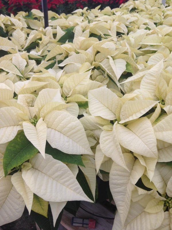 White Poinsettia